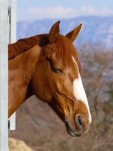 What is Equine Massage?