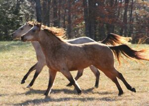 Equine Massage Techniques You Can Try at Home: Longissimus Dorsi