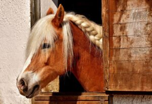 Top Tips for Managing Equine Box Rest