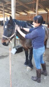 What Horse Massage Tools Can I Use?