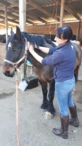 Equine Massage