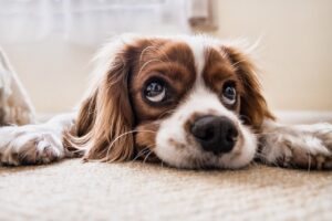 Can a Slipped Disc in a Dog Heal Itself?