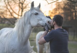 Types of Equine Sports Therapy