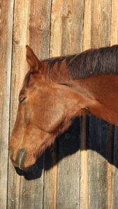 The Benefits of Equine Sports Massage