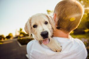 How To Find a ‘Canine Chiropractor Near Me’