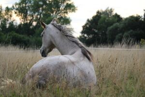 Equine Sports Massage and Track Systems