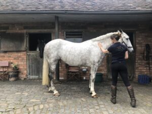 Does Your Horse Need an Equine Sports Massage?