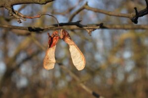 Atypical (Sycamore) Myopathy in Horses