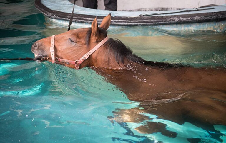 Equine Hydrotherapy