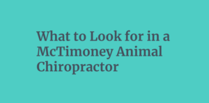 What to Look for in a McTimoney Animal Chiropractor