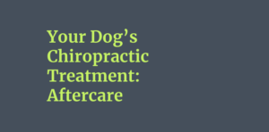 Your Dog’s Chiropractic Treatment: Aftercare